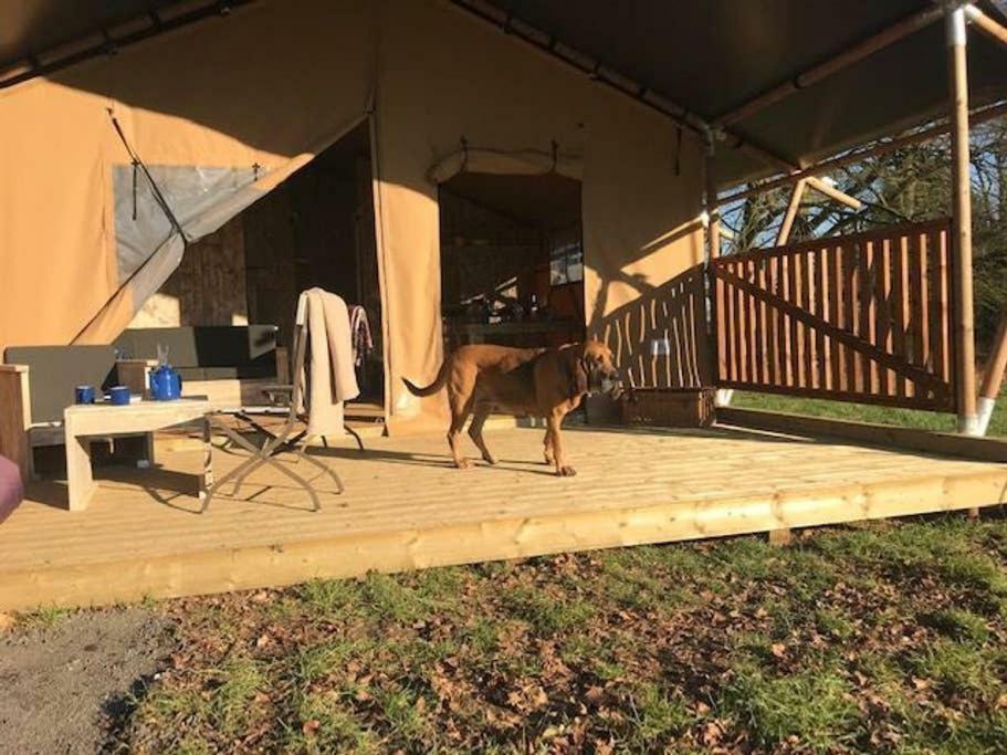 Lapwing Safari Tent Cheltenham Esterno foto